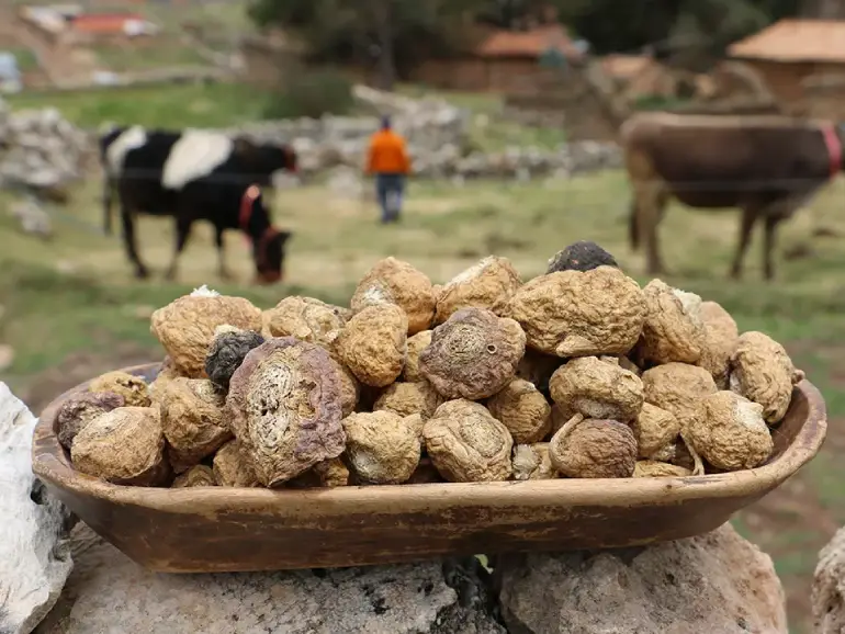 Estratto di Maca